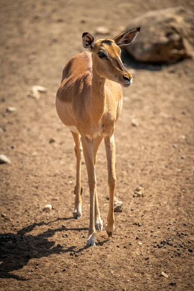 Weibliches Impala Wandert Großem Felsen Vorbei — Stockfoto