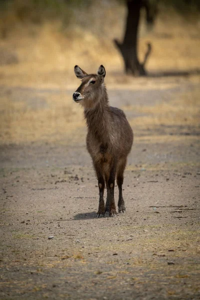 Vrouwtje Gemeenschappelijk Waterbok Staat Staren Naar Camera — Stockfoto