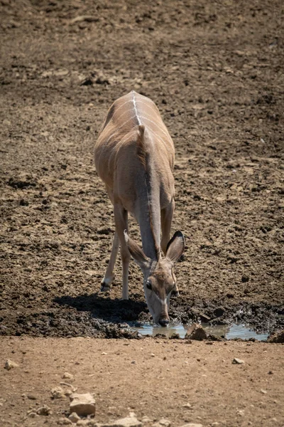 Femme Grand Kudu Boissons Trou Eau Boueux — Photo