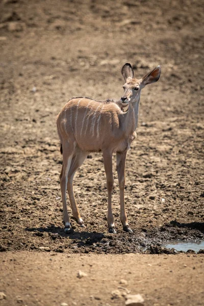 Female Greater Kudu Standing Muddy Waterhole — Stock Photo, Image