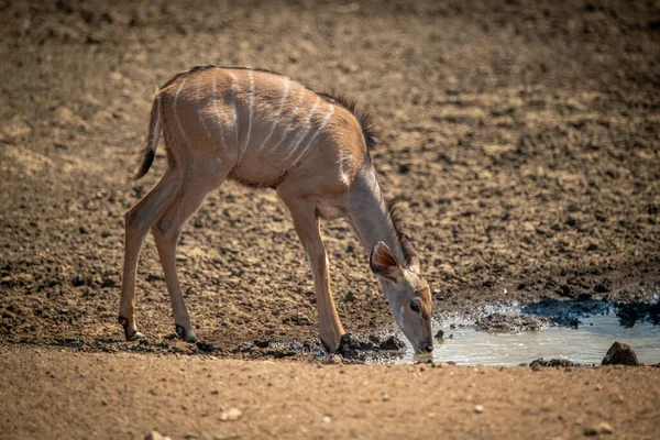 Feminino Maior Kudu Fica Bebendo Poço — Fotografia de Stock