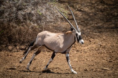 Gemsbok gün ışığında taşlı zeminde dörtnala gidiyor.