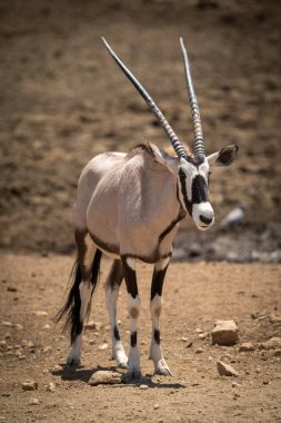 Gemsbok kayalık zeminde gün ışığında duruyor