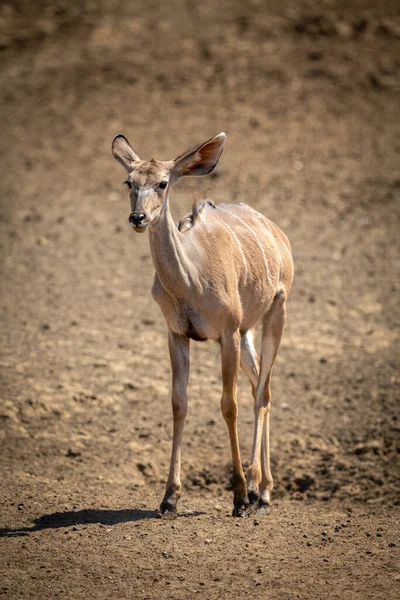 Feminino Maior Kudu Fica Panela Rochosa — Fotografia de Stock
