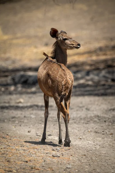 Feminino Maior Kudu Fica Matagal Rochoso — Fotografia de Stock