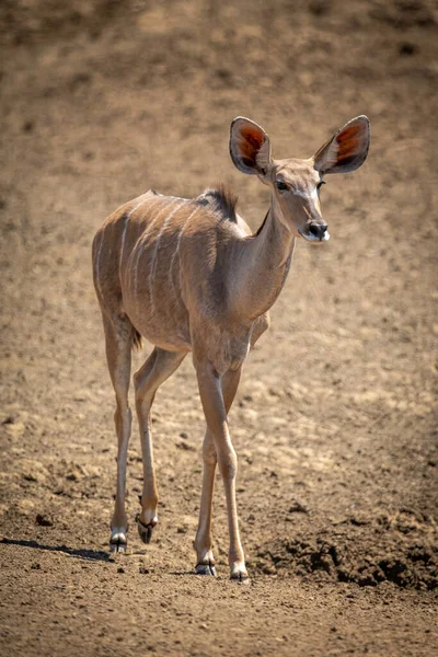 Femme Grand Kudu Marche Travers Sol Rocheux — Photo