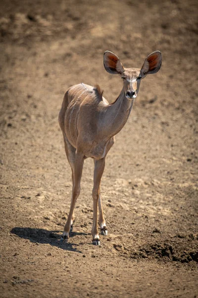 Weiblicher Kudu Steht Auf Felsigem Boden — Stockfoto