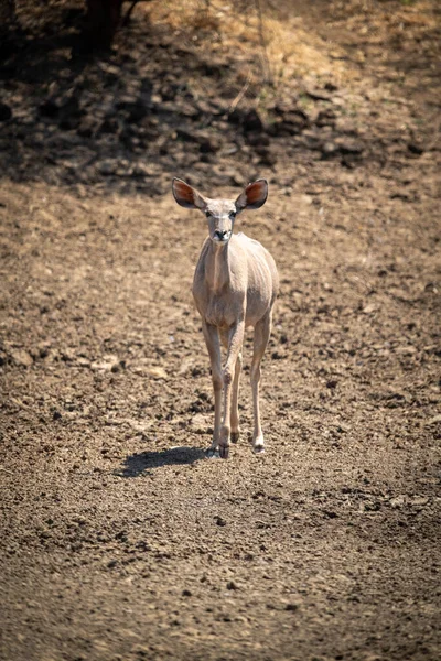 Dişi Daha Büyük Kudu Kayalık Zeminde Yürüyor — Stok fotoğraf