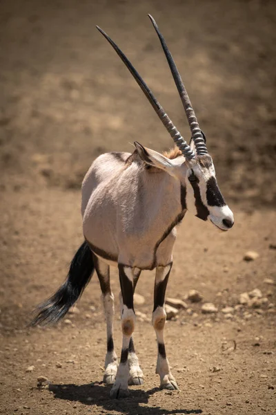 Gemsbok Berdiri Bawah Sinar Matahari Tanah Berbatu — Stok Foto