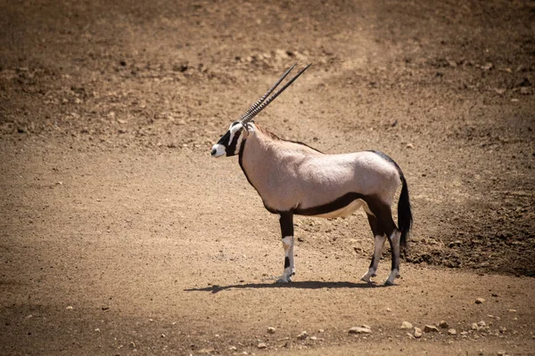 Gemsbok Stands Profile Rocky Ground — Stock Photo, Image