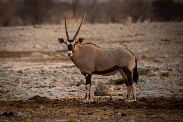 Gemsbok Tient Dans Profil Tournant Vers Caméra — Photo