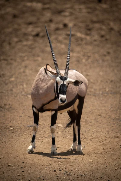 Gemsbok Trova Sul Collo Gru Terra Rocciosa — Foto Stock