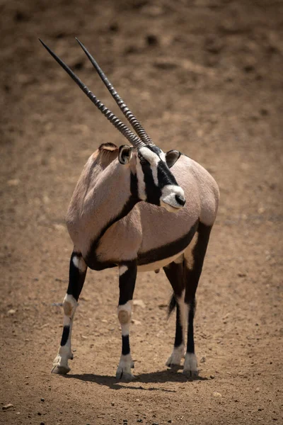 Gemsbok Staat Rotsachtige Grond Draaiende Kop — Stockfoto