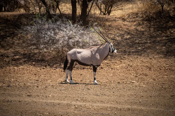 Gemsbok Στέκεται Κοντά Δέντρα Στο Φωτεινό Φως Του Ήλιου — Φωτογραφία Αρχείου