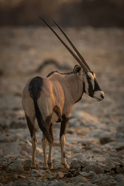 Gemsbok Sta Girando Verso Fotocamera Tramonto — Foto Stock