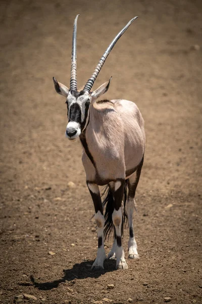 Gemsbok Stojí Kamenité Zemi Slunci — Stock fotografie