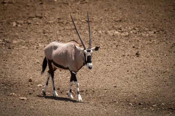 Gemsbok Descendo Encosta Através Chão Rochoso — Fotografia de Stock