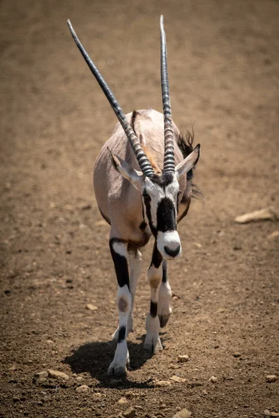 Gemsbok Caminha Através Chão Pedregoso Sol — Fotografia de Stock