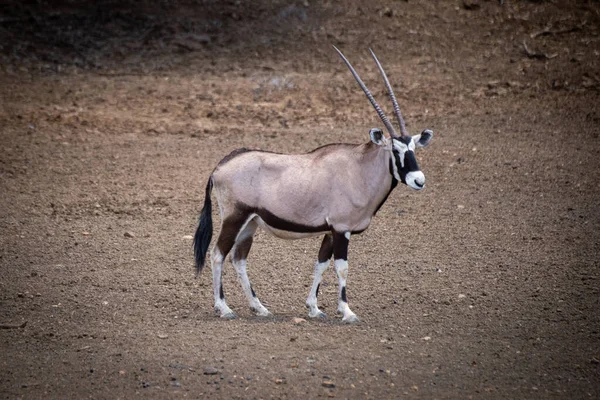 Gemsbok Walks Stony Ground Slope — Stock Photo, Image