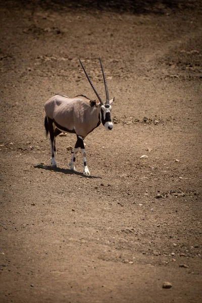 Gemsbok Kráčí Svahem Kamenité Půdě — Stock fotografie