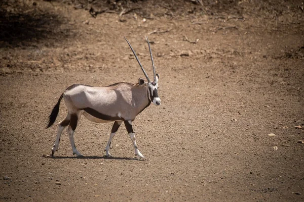 Gemsbok Átsétál Köves Területen Bokor Mellett — Stock Fotó