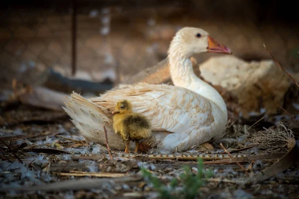 Gosling Στέκεται Δίπλα Στη Μητέρα Βρώμικο Στυλό — Φωτογραφία Αρχείου