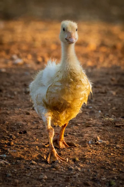 Gosling Walks Camera Golden Light — Stock Photo, Image