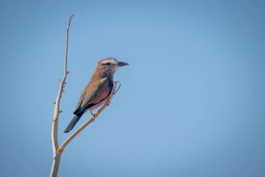 Mavi gökyüzünün altındaki dalda eflatun göğüslü rulo