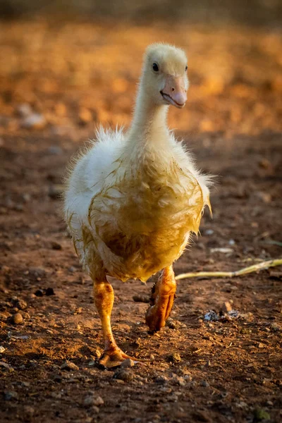 Gosling Περπατά Προς Την Κάμερα Άρση Αριστερό Πόδι — Φωτογραφία Αρχείου