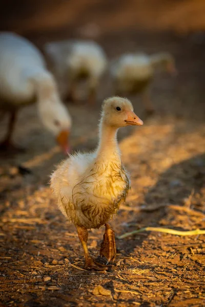 Gosling Diğerleri Arkasındayken Kameraya Doğru Yürüyor — Stok fotoğraf