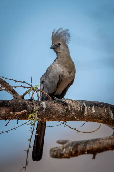 Grey Away Bird Árvore Ramo Cabeça Giro — Fotografia de Stock