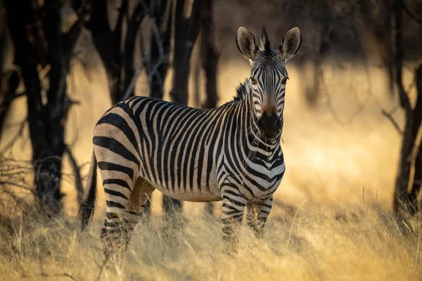 Hartmann Horské Zebra Stojí Jíst Pod Stromy — Stock fotografie