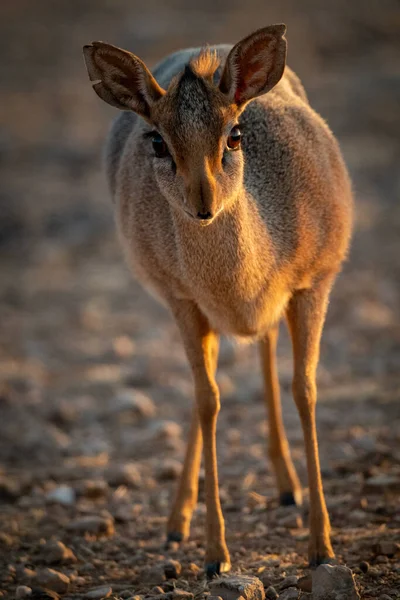 Kirk Dik Dik Stands Scree Watching Camera — Stock Photo, Image