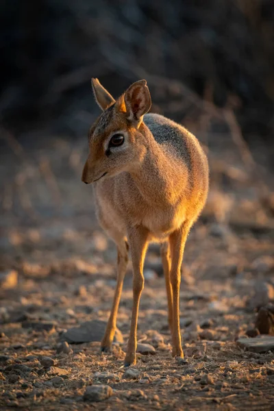 Kirk Dik Dik Stands Scrub Turning Head — Stock Photo, Image