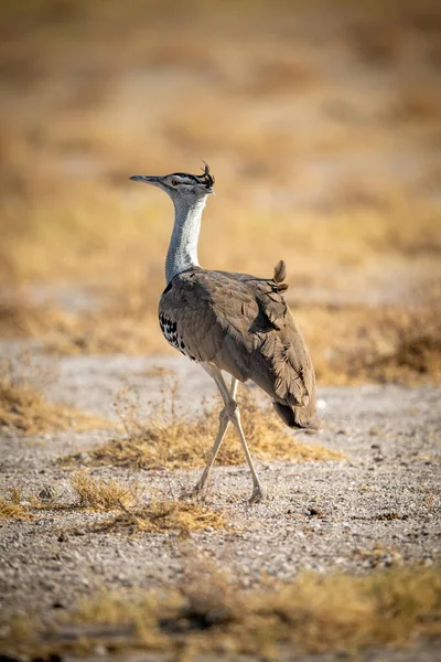 Kori Bustard Kayalık Tuzlu Tavada Yürüyor — Stok fotoğraf