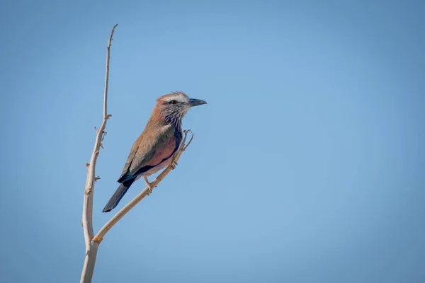 Rolo Peito Lilás Ramo Abaixo Céu Azul — Fotografia de Stock