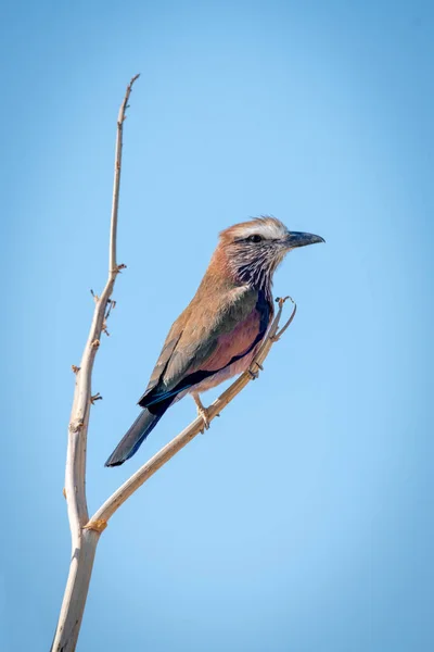 Fliederroller Auf Totem Ast Gegen Den Himmel — Stockfoto