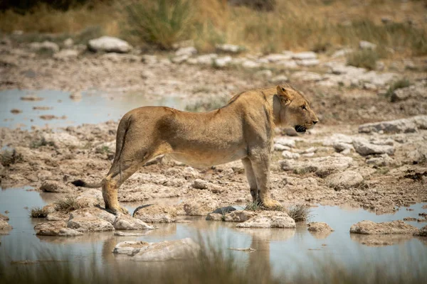 Leone Erge Profilo Sulle Pietre Miliari — Foto Stock