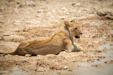 Dişi aslan, kumlu bir su birikintisinde yatıyor.