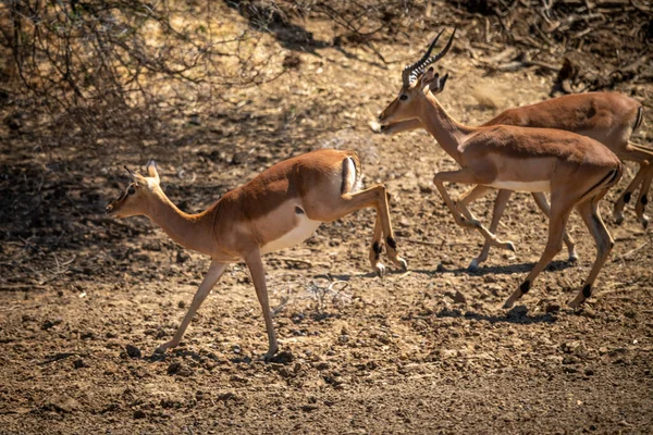 Maschio Femmina Impala Comune Correre Passato — Foto Stock