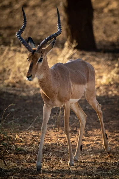 Männliche Impala Passiert Baum Schatten — Stockfoto