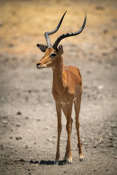 Muž Obecný Impala Stojící Skalnaté Půdě — Stock fotografie