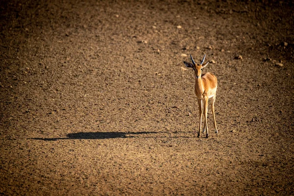 Mannelijke Impala Staande Met Lange Schaduw — Stockfoto
