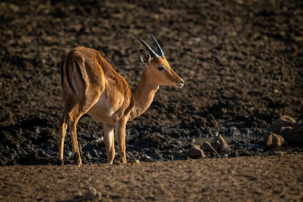 Macho Común Impala Stands Lado Muddy Waterhole —  Fotos de Stock