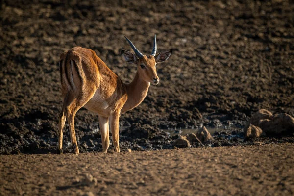 Männliche Impala Steht Schlammigem Wasserloch — Stockfoto