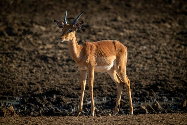 Macho Común Impala Stands Cerca Muddy Waterhole —  Fotos de Stock