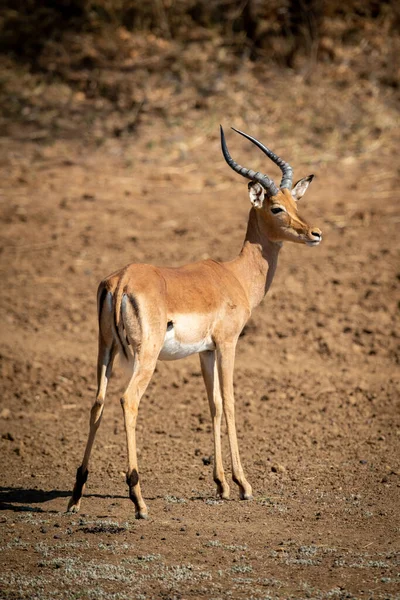 Macho Común Impala Stands Desnudo Tierra —  Fotos de Stock