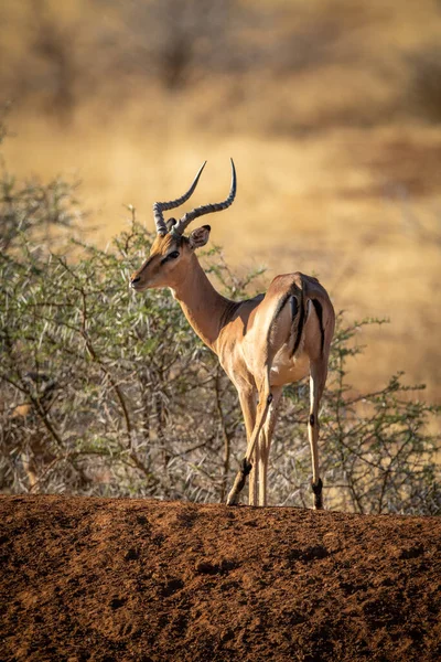 Hombre Impala Común Encuentra Orilla Tierra —  Fotos de Stock