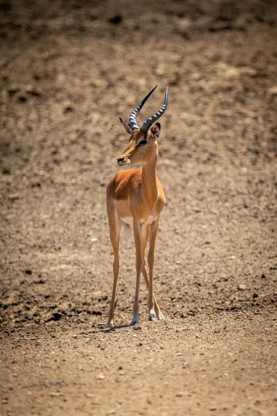 Αρσενικό Κοινό Impala Στέκεται Βραχώδη Πλαγιά — Φωτογραφία Αρχείου
