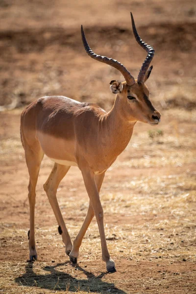 Impala Común Masculino Caminando Sobre Matorral Desnudo —  Fotos de Stock